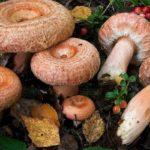 เห็ดวอลนุชกี้