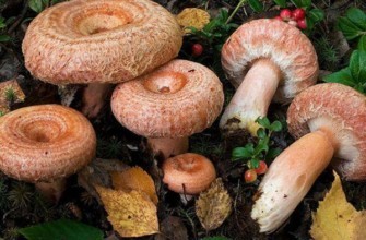 เห็ดวอลนุชกี้