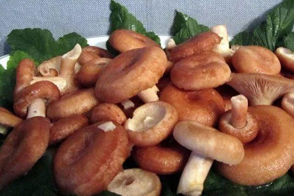 เห็ดวอลนุชกี้คัดแยก