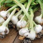 หัวหอมของครอบครัวบนโต๊ะ