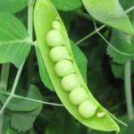 การปลูกถั่ว