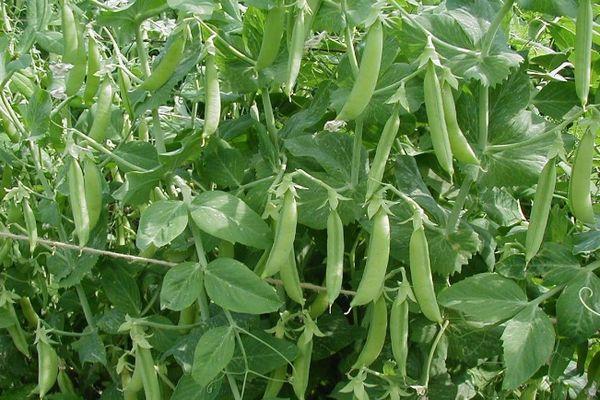 ต้นถั่วลันเตา