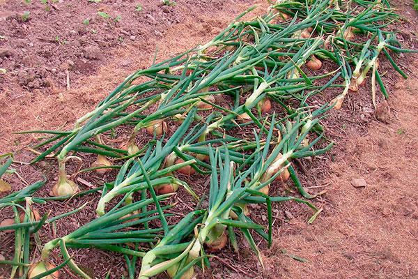 oignons en pleine terre