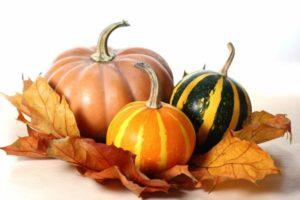 วิธีการตัดแต่งและเด็ดฟักทองในพื้นที่โล่งเพื่อให้ได้รับผลผลิตที่ดี