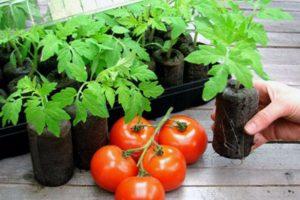 Comment faire pousser correctement des plants de tomates dans des comprimés de tourbe, conseils pour la plantation et l'entretien des plants