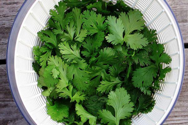 ผักชีสด