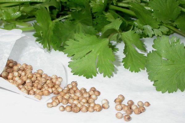 ผักชีและเมล็ด