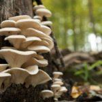 Champignons sur un arbre
