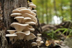 วิธีดองเห็ดนางรมอย่างรวดเร็วที่บ้านและเก็บรักษาอย่างถูกต้องสำหรับฤดูหนาว