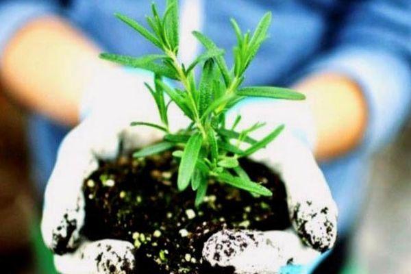 ต้นกล้าโรสแมรี่