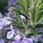 โรสแมรี่กำลังบาน