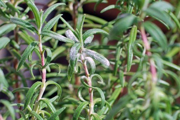 การปลูกโรสแมรี่