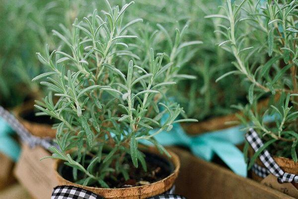 กระถางโรสแมรี่
