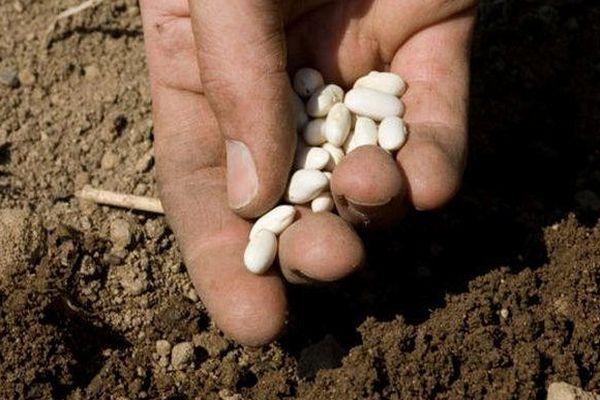 การหว่านเมล็ดถั่ว