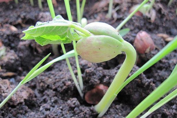 ถั่วงอก