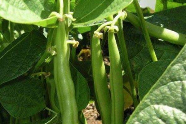 ถั่วหน่อไม้ฝรั่ง