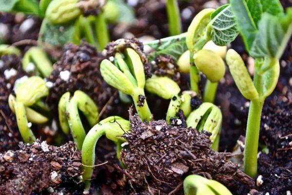 ต้นกล้าในดิน