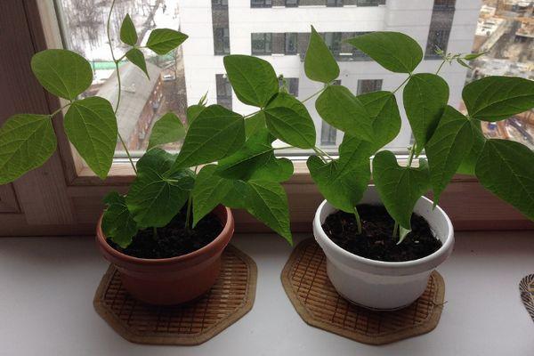 ถั่วในกระถาง