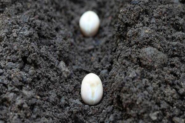 ถั่วในดิน