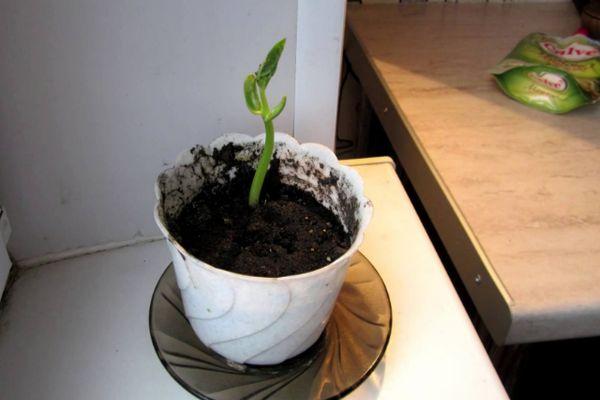 การปลูกถั่วและการปลูกบนขอบหน้าต่างที่บ้านทีละขั้นตอนสำหรับผู้เริ่มต้น และการควบคุมโรคและแมลงศัตรูพืช