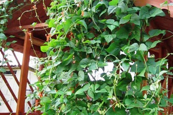 ถั่วประดับ