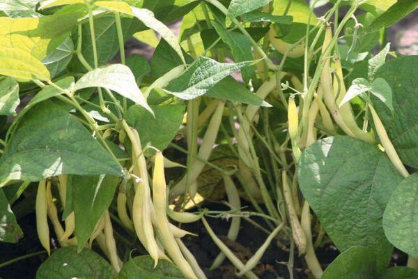 ถั่วสุก