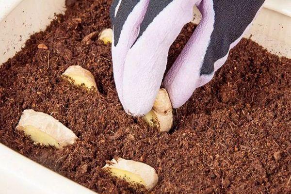 การปลูกขิง