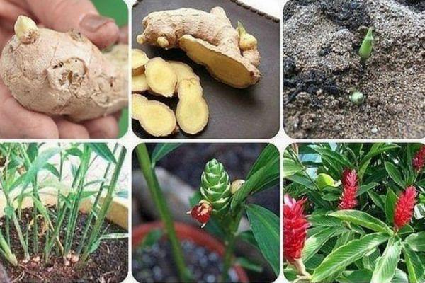 การปลูกขิง