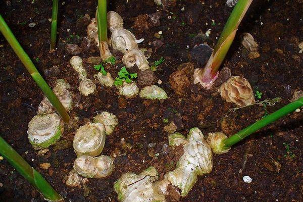 ถั่วงอกขิง