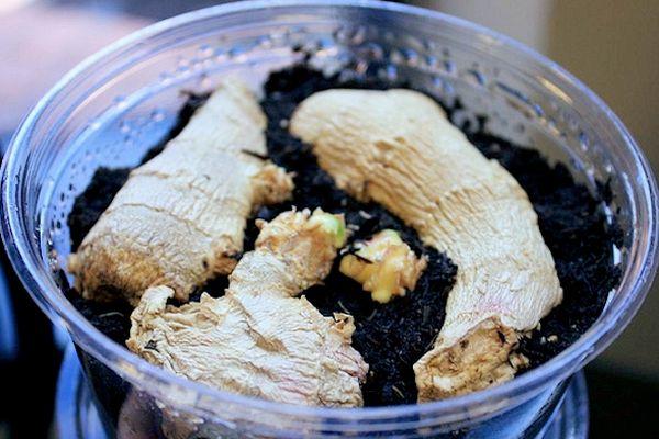 ขิงในแก้ว