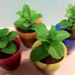 มิ้นต์ในกระถาง