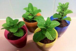 วิธีปลูกสะระแหน่จากเมล็ดในกระถางบนขอบหน้าต่างในฤดูหนาว พร้อมคำแนะนำการดูแล