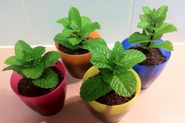 มิ้นต์ในกระถาง