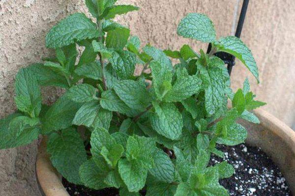 การปลูกสะระแหน่