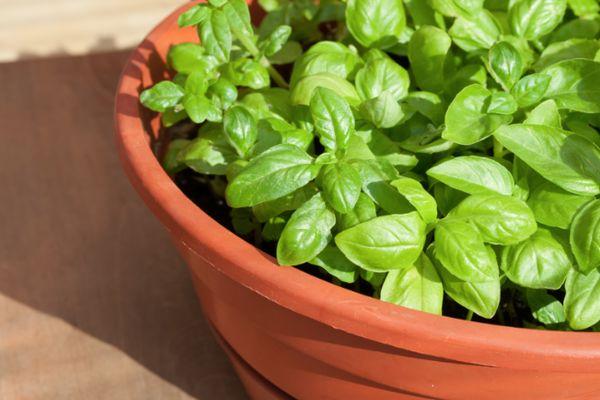 การปลูกสะระแหน่