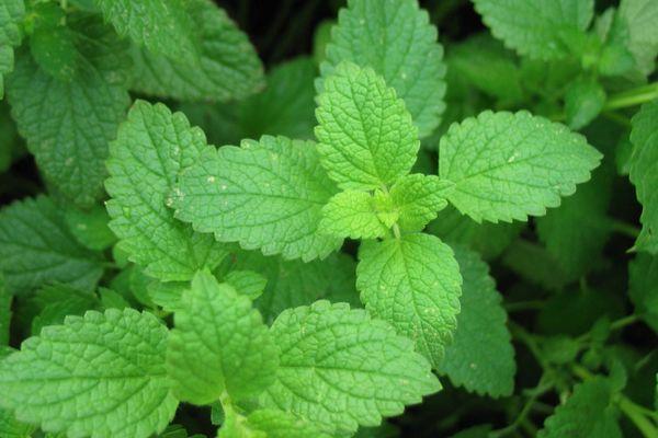 ใบมิ้นต์