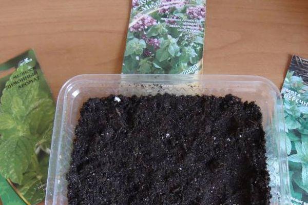 การปลูกสะระแหน่