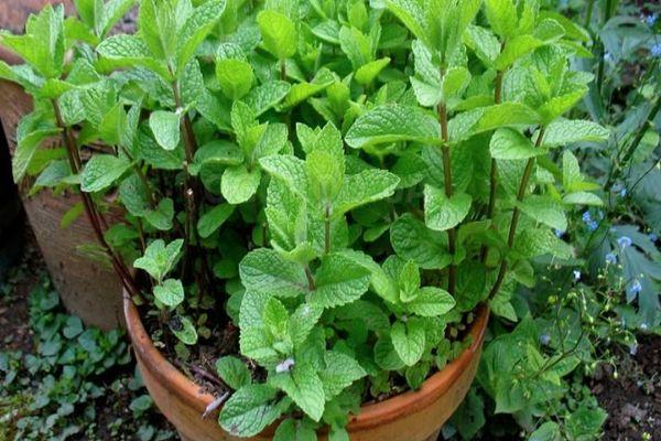 มิ้นต์สด