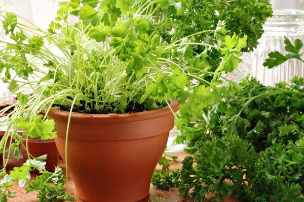 ผักชีฝรั่งในกระถาง