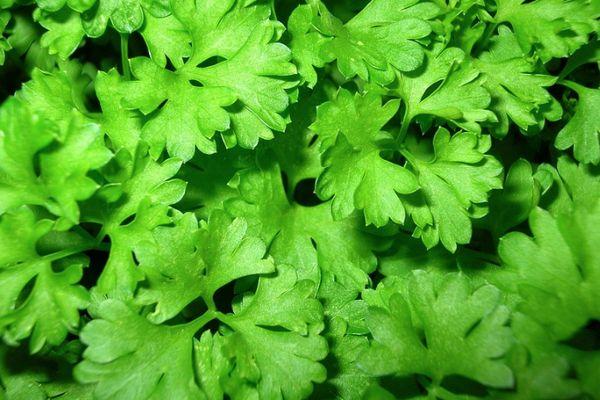 ใบผักชีฝรั่ง