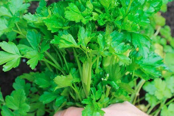 ผักชีฝรั่งในมือ