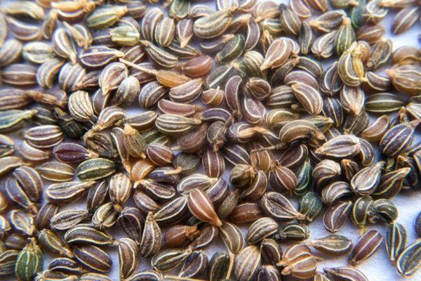 เมล็ดผักชีฝรั่ง