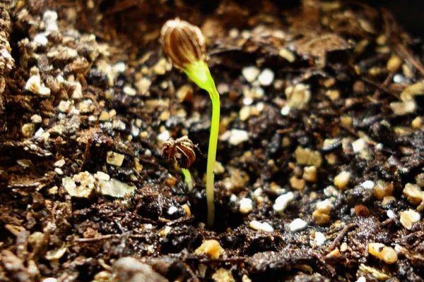 ต้นกล้าในดิน