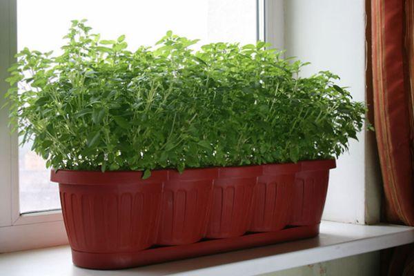 การปลูกผักใบเขียว