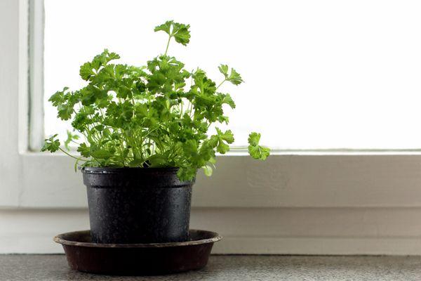 ต้นไม้เขียวขจีบนขอบหน้าต่าง