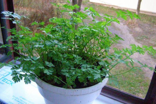 ต้นไม้ใบเขียวในกระถาง