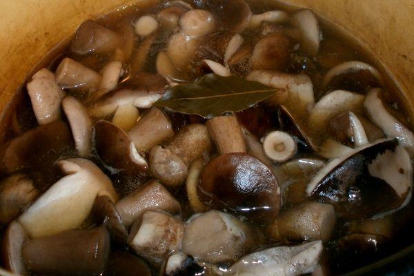 เห็ดต้ม