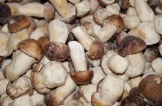 การเก็บรักษาเห็ด