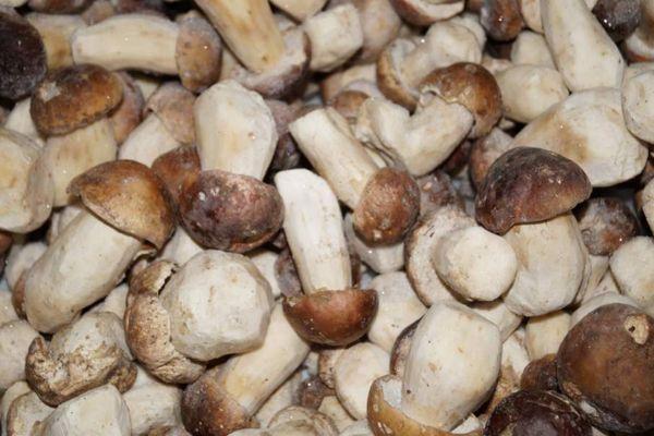 การเก็บรักษาเห็ด