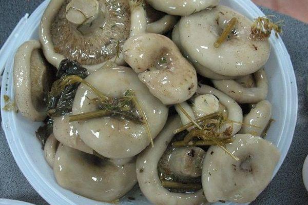 เห็ดดอง